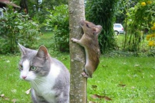 Кракен маркет только через тор скачать